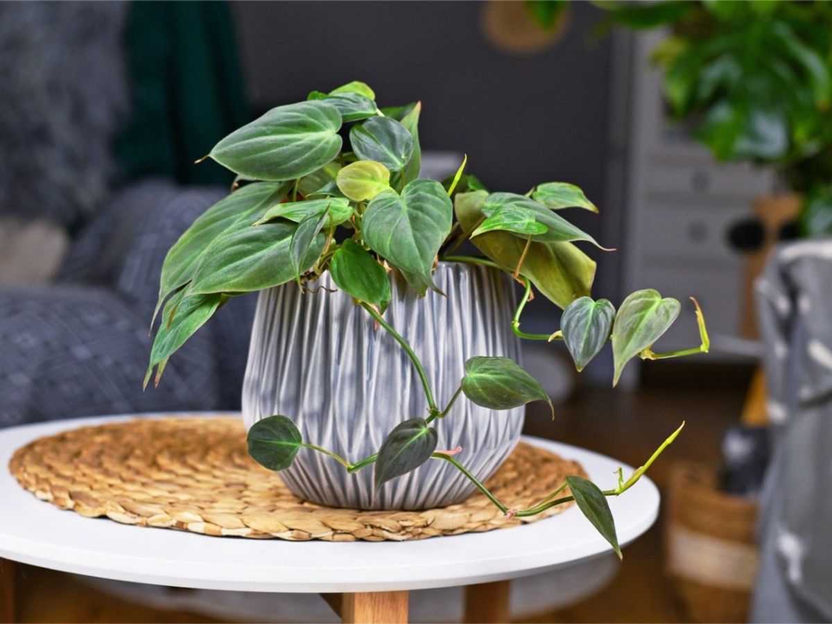 فیلودندرون (Philodendron)