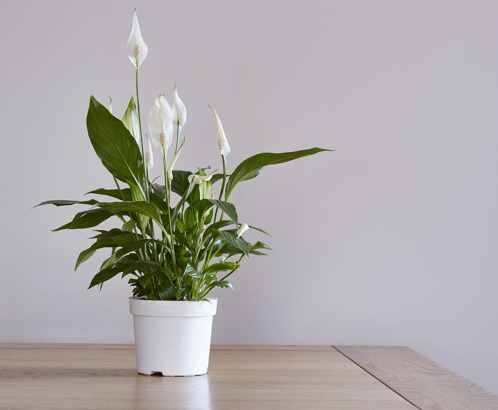 لیلیوم صلح (Peace Lily)