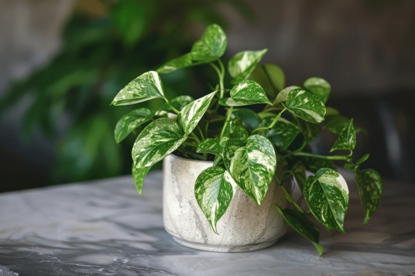 پتوس (Pothos)