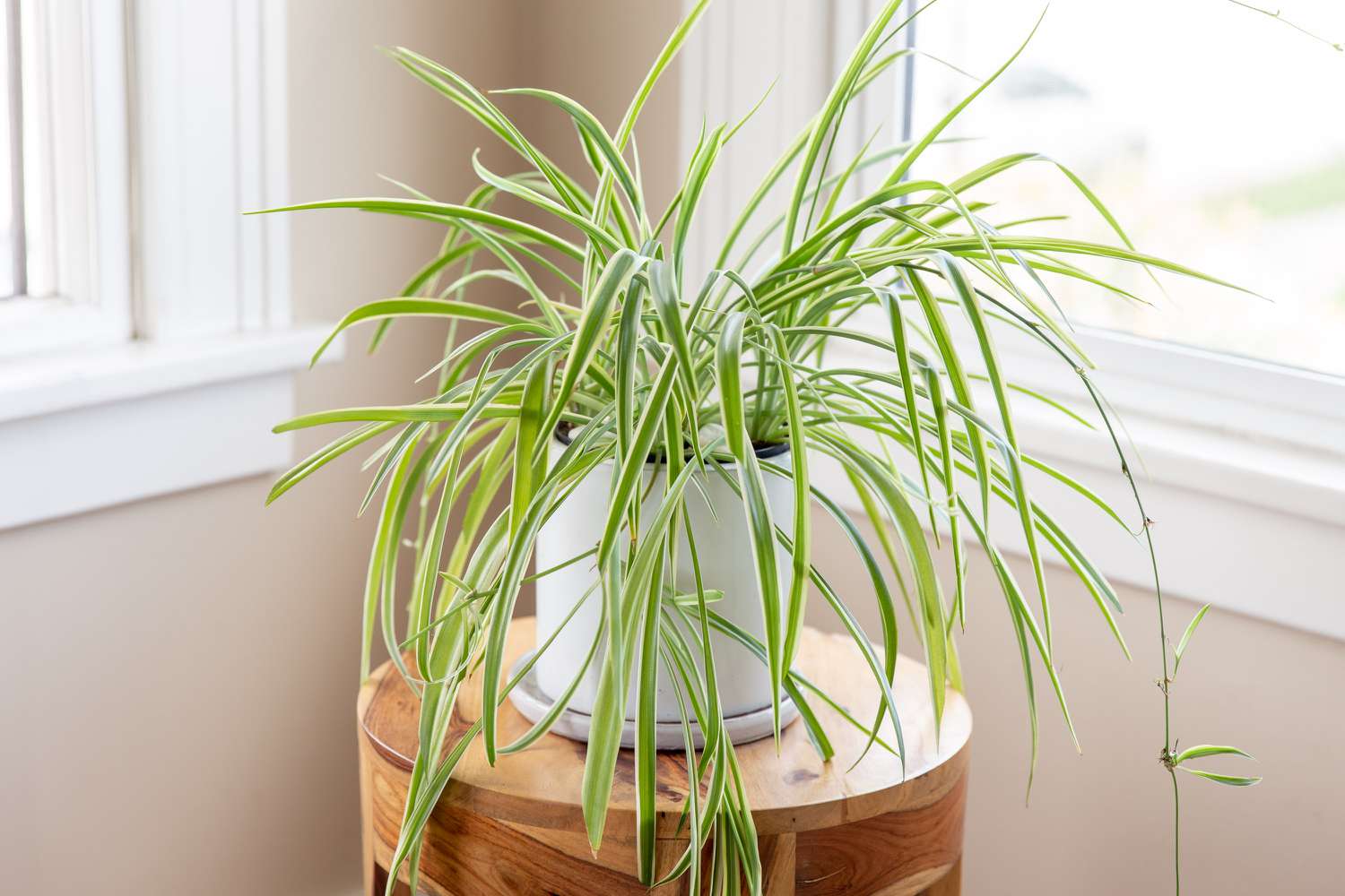 گندمی (Spider Plant)