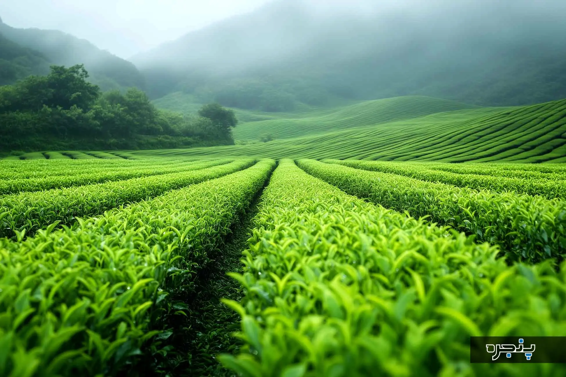 photograph_of_lush_Matcha_green_2000x