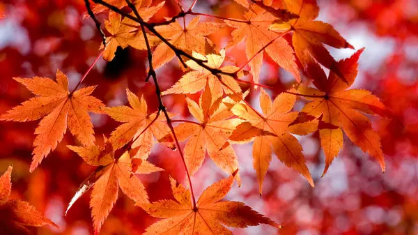 مصرف بی‌رویه اسپرولینا و عوارض جدی