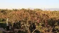 ماجرای کشف اعضای بدن انسان در باغ پسته!