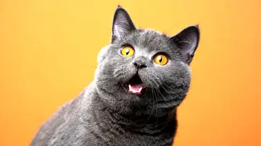 گربه‌ای که ۶ نخست‌وزیر را به خاک سپرد+ بیوگرافی