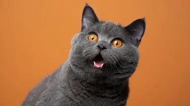 گربه‌ای که ۶ نخست‌وزیر را به خاک سپرد+ بیوگرافی