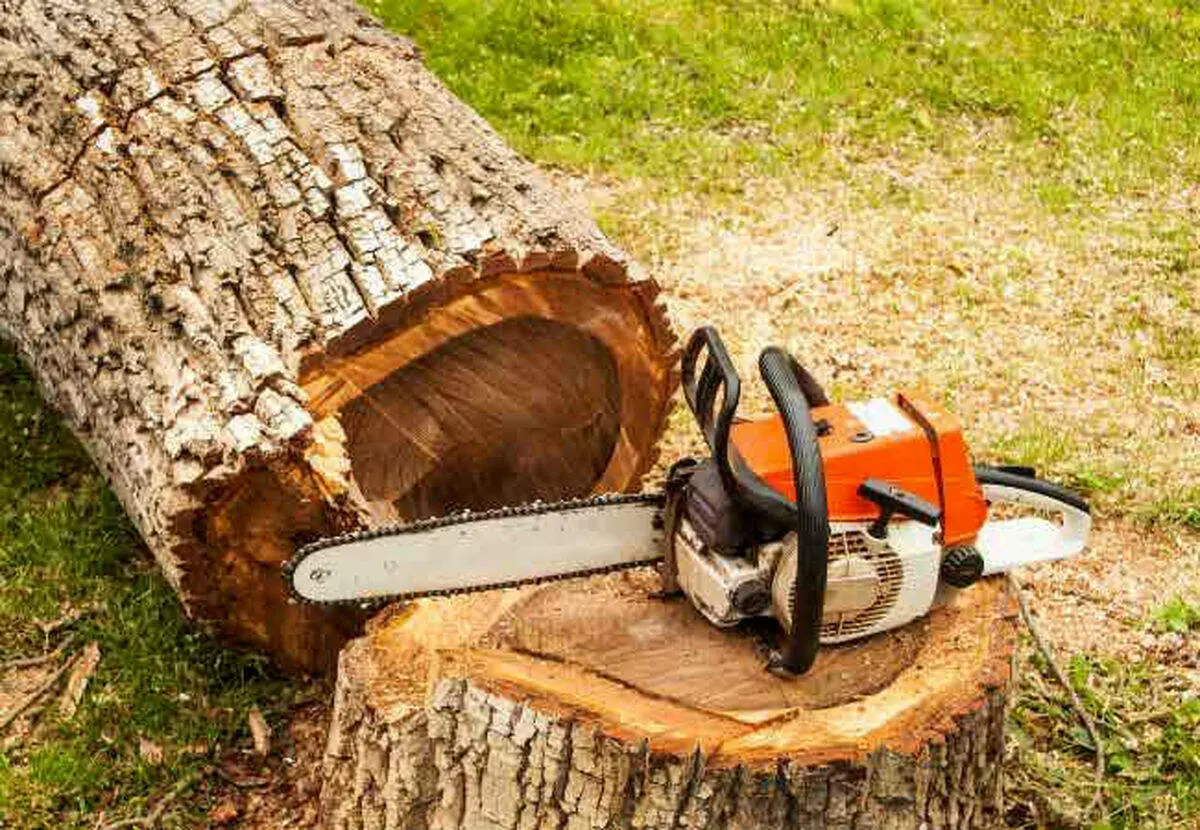  قطع شبانه درختان خیابان ولیعصر!/ ماجرا چیست؟