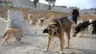 حمله دلخراش سگ ولگرد به دختر ۶ ساله در رفسنجان
