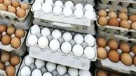 کاهش چشمگیر قیمت تخم مرغ: گران نخرید