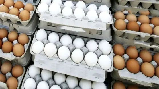 افزایش دوباره قیمت تخم‌مرغ؛ پشت پرده جهش جدید چیست و چرا تولیدکنندگان هشدار می‌دهند؟