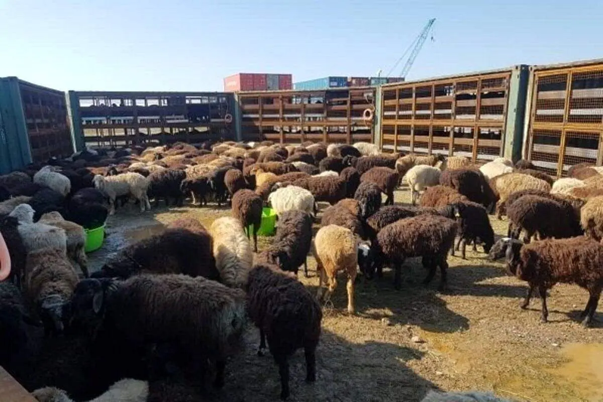 قیمت دام زنده امروز ۲۶ فروردین ۱۴۰۴ به تفکیک استان‌ها