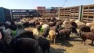 قیمت دام زنده امروز ۲۶ فروردین ۱۴۰۴ به تفکیک استان‌ها