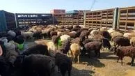قیمت دام زنده امروز ۲۶ فروردین ۱۴۰۴ به تفکیک استان‌ها