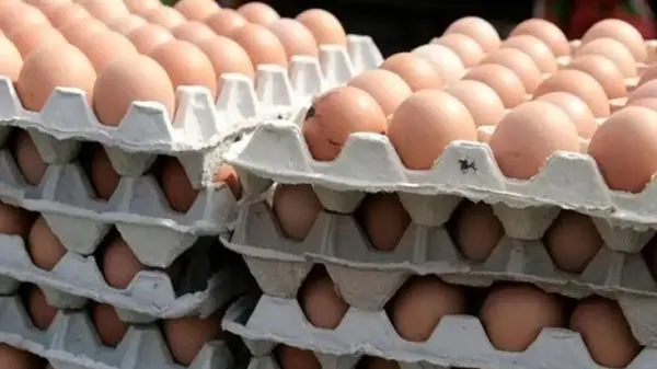 هشدار وزارت بهداشت درباره مصرف تخم‌مرغ خام محلی برای درمان کم‌خونی و تنبلی تخمدان