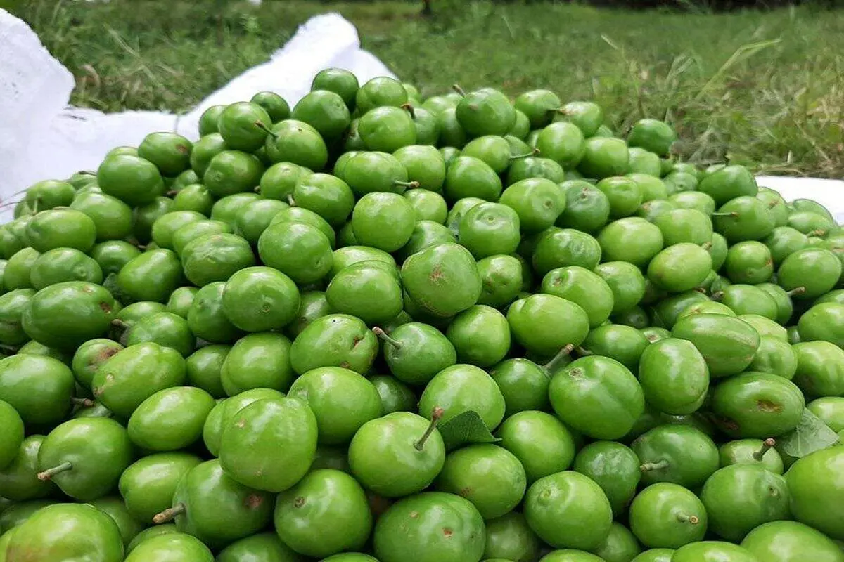 آیا زنان باردار می‌توانند گوجه سبز بخورند؟