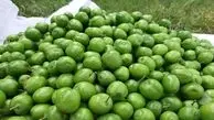 آیا زنان باردار می‌توانند گوجه سبز بخورند؟