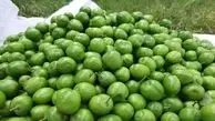 آیا زنان باردار می‌توانند گوجه سبز بخورند؟