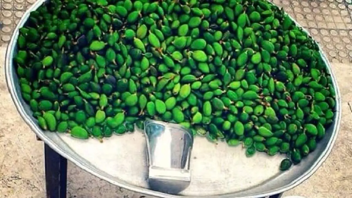 ارزان‌تر شدن میوه‌های نوبرانه در راه است / گوجه‌سبز به زودی سقوط قیمت را تجربه می‌کند