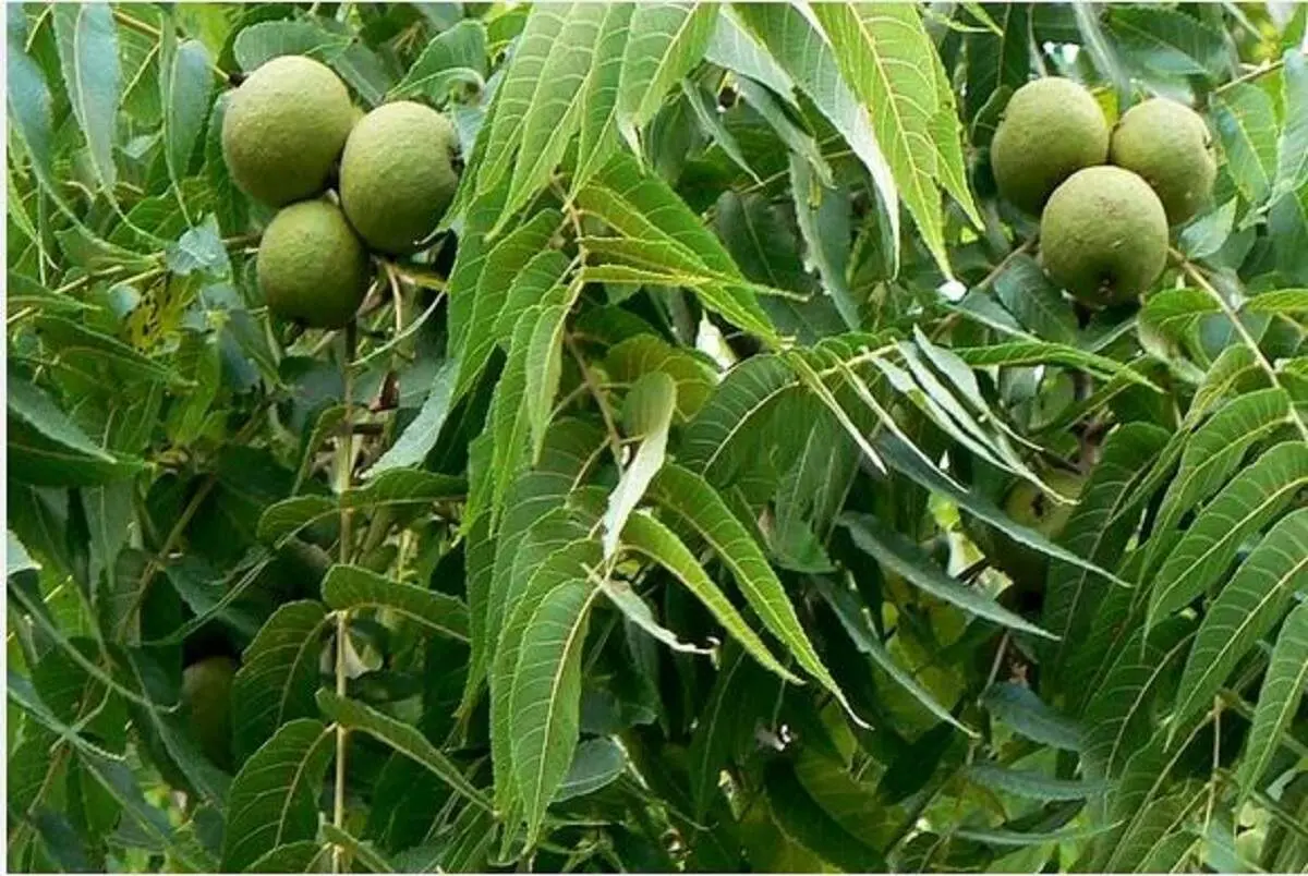  ترفند جادویی پوست کندن گردو بدون سیاه شدن دست 