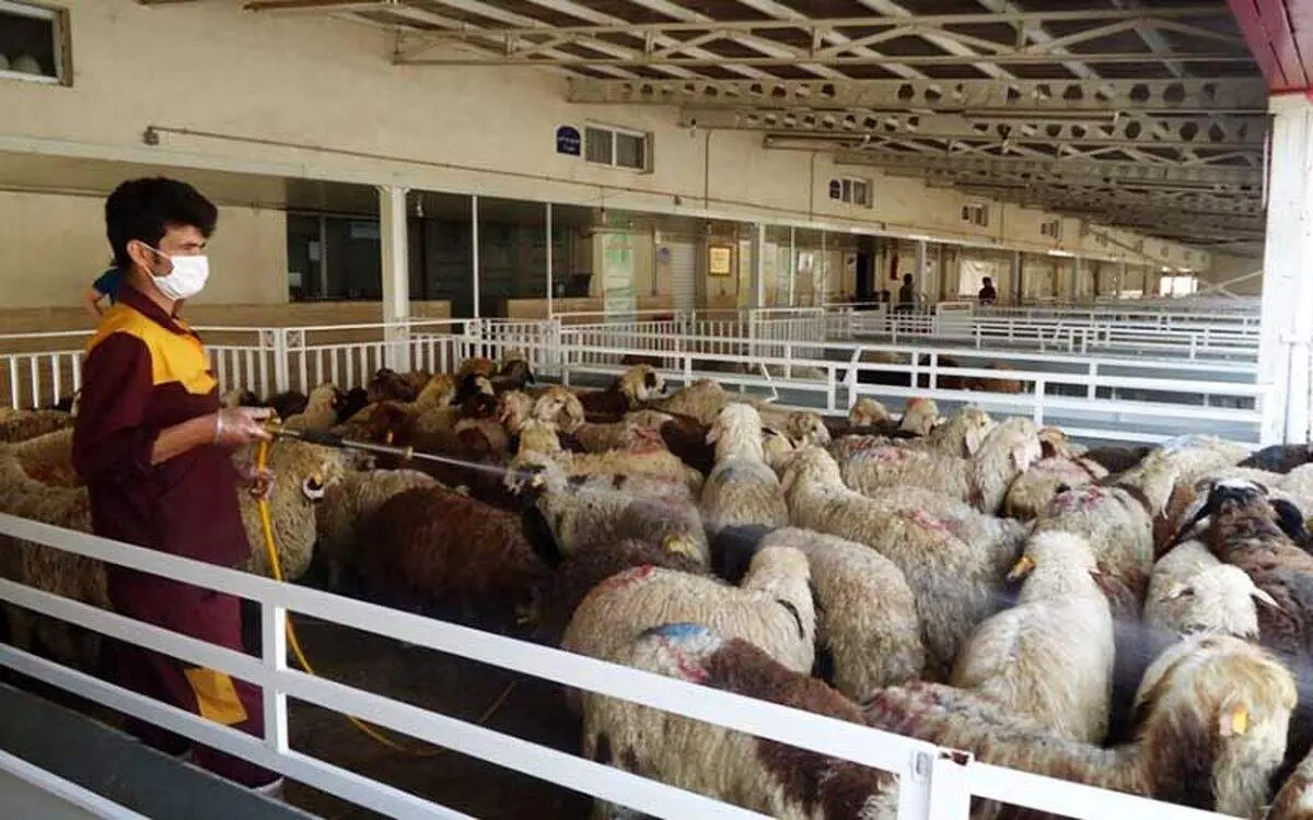 جدول قیمت جدید دام زنده امروز ۲۵ بهمن ۱۴۰۴