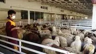 افزایش قابل توجه قیمت گوسفند زنده امروز پنجشنبه ۱۸ دی ۱۴۰۴