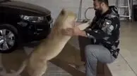 ویدیوی عجیب؛ حیوان خانگی ورزشکار ایرانی، شیر است!
