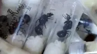 بازداشت دو مرد به اتهام «سرقت و قاچاق مورچه»