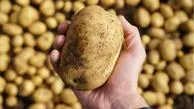 زنگ خطر برای دوستداران سیب‌زمینی سرخ‌کرده