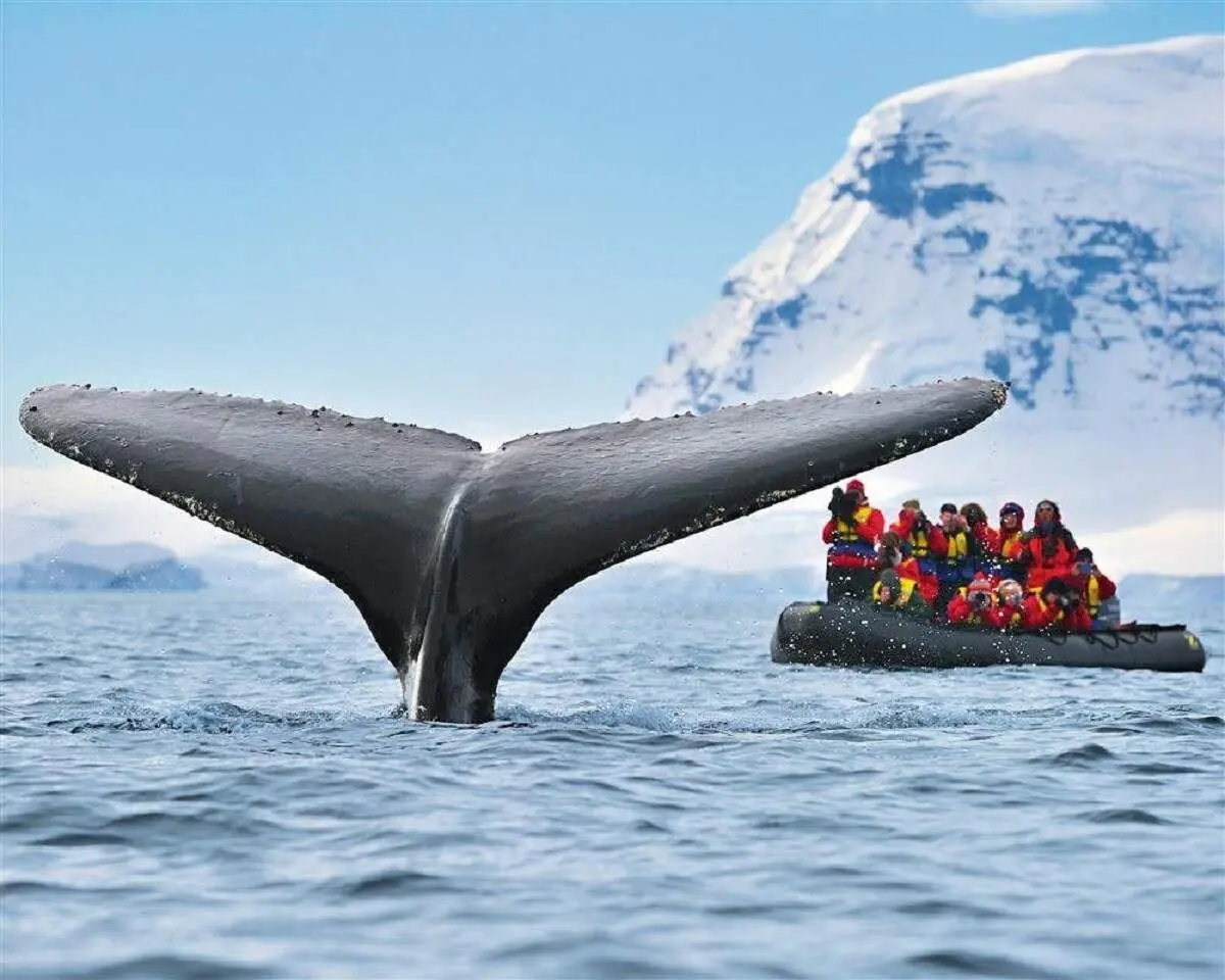 هزینه عجیب سفر به قطب جنوب؛ یک میلیارد و نیم برای دیدن پنگوئن‌ها!
