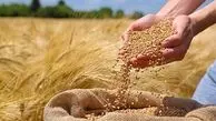 رقم جدید قیمت گندم هفته آینده اعلام می شود