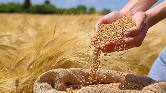 چرا جوانه گندم راز جوانی است؟