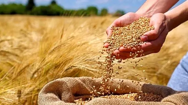 افزایش قیمت شیر در راه است