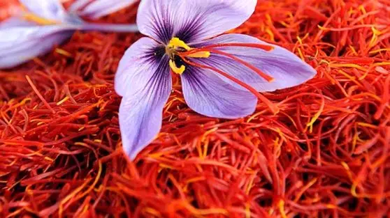 سقوط ناگهانی قیمت زعفران/ ارقام جدید این طلای سرخ شما را شگفت‌زده می‌کند