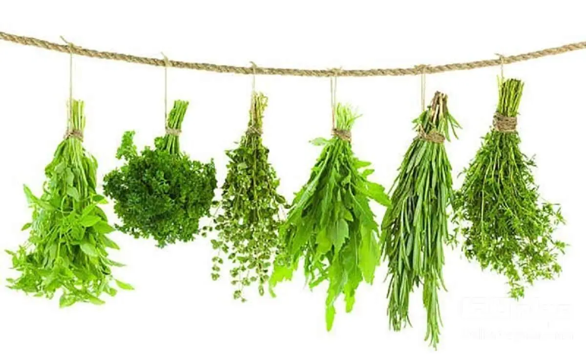  روش درست خشک کردن سبزی در یک چشم بهم زدن |  تمام عمر اشتباهی سبزی خشک می کردیم 