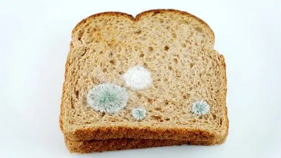 آیا خوردن نان کپک‌زده خطرناک است؟