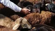 جدول قیمت دام زنده امروز دوشنبه ۲۰ بهمن ۱۴۰۴