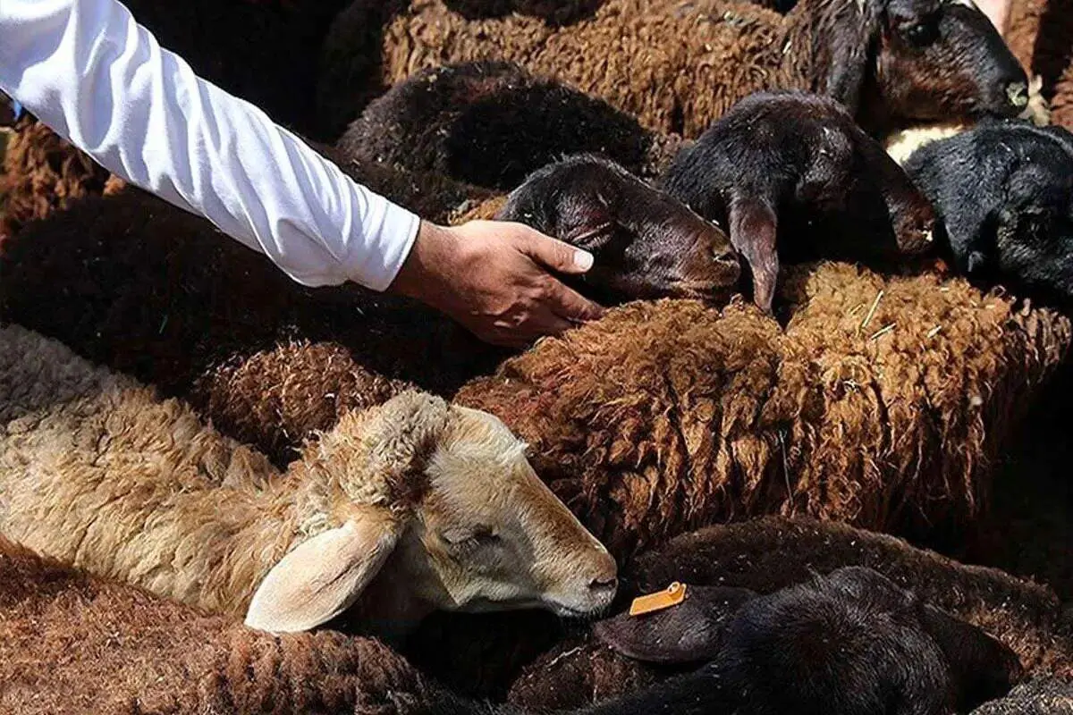 جدول قیمت دام زنده امروز دوشنبه ۲۰ بهمن ۱۴۰۴
