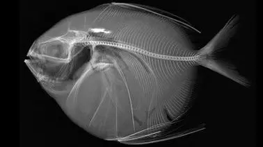 تنها ماهی خون‌گرم جهان را بشناسید / راز بقای ماه‌ماهی در آب‌های سرد فاش شد+عکس